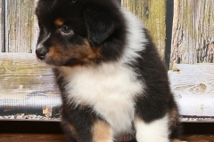 chunkette-tk-rocks-australian-shepherds-1