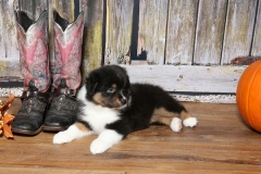 chunkette-tk-rocks-australian-shepherds-10