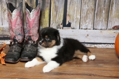 chunkette-tk-rocks-australian-shepherds-11