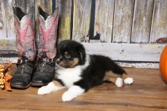 chunkette-tk-rocks-australian-shepherds-12