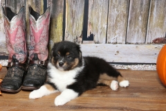 chunkette-tk-rocks-australian-shepherds-13