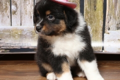 chunkette-tk-rocks-australian-shepherds-3