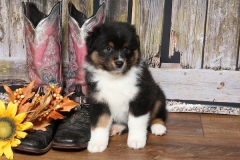 chunkette-tk-rocks-australian-shepherds-5