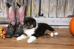 chunkette-tk-rocks-australian-shepherds-6