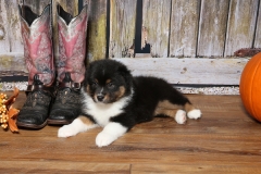 chunkette-tk-rocks-australian-shepherds-7