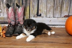 chunkette-tk-rocks-australian-shepherds-8