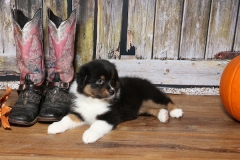 chunkette-tk-rocks-australian-shepherds-9