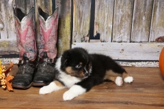 chunkette-tk-rocks-australian-shepherds