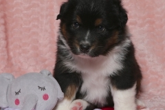 chunkette-tk-rocks-australian-shepherds-1