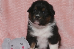 chunkette-tk-rocks-australian-shepherds-2