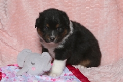 chunkette-tk-rocks-australian-shepherds