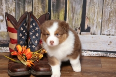 flash-tk-rocks-australian-shepherds-6