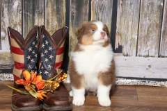 flash-tk-rocks-australian-shepherds