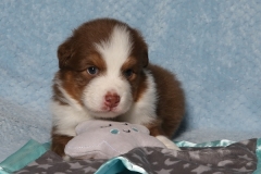 flash-tk-rocks-australian-shepherds-4