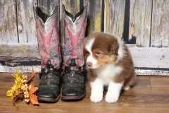 ladybug-tk-rocks-australian-shepherds-12