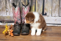 ladybug-tk-rocks-australian-shepherds-13