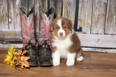 ladybug-tk-rocks-australian-shepherds-17