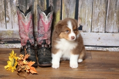 ladybug-tk-rocks-australian-shepherds-18