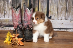 ladybug-tk-rocks-australian-shepherds-19