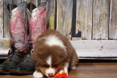 ladybug-tk-rocks-australian-shepherds-2