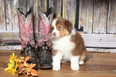 ladybug-tk-rocks-australian-shepherds-20