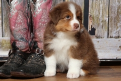 ladybug-tk-rocks-australian-shepherds-3