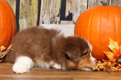 ladybug-tk-rocks-australian-shepherds-4