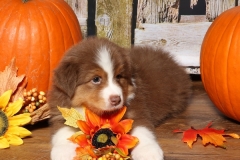 ladybug-tk-rocks-australian-shepherds-8