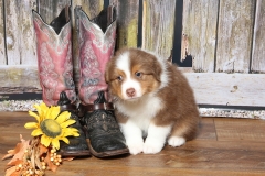 ladybug-tk-rocks-australian-shepherds