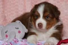 ladybug-tk-rocks-australian-shepherds-2