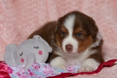 ladybug-tk-rocks-australian-shepherds-3