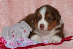 ladybug-tk-rocks-australian-shepherds-4