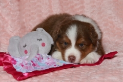 ladybug-tk-rocks-australian-shepherds