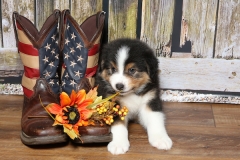 nutter-tk-rocks-australian-shepherds-12