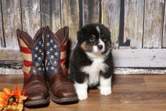 snuggles-tk-rocks-australian-shepherds