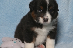 snuggles-tk-rocks-australian-shepherds-4