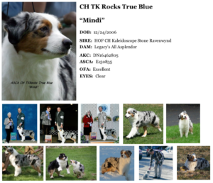 tk-rocks-australian-shepherds