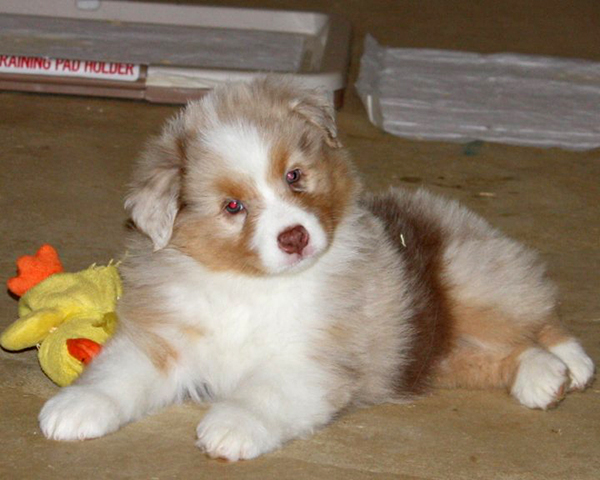 tk-rocks-australian-shepherd