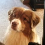 chunk-tk-rocks-australian-shepherd