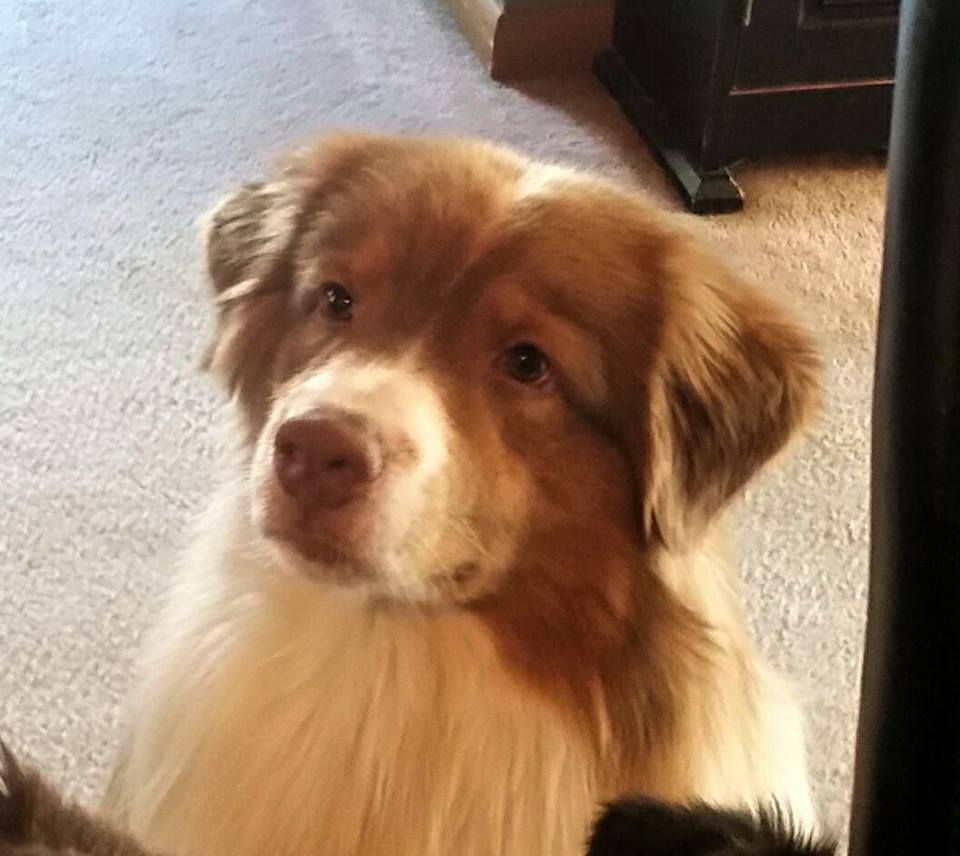 chunk-tk-rocks-australian-shepherd