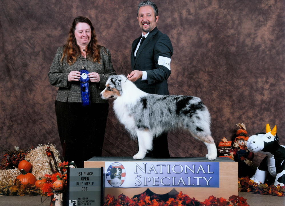 jack-tk-rocks-australian-shepherd