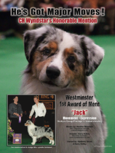 jack-tk-rocks-australian-shepherd