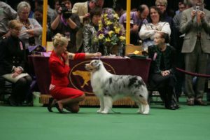 jack-tk-rocks-australian-shepherd