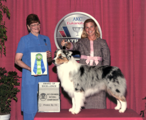 jack-tk-rocks-australian-shepherd