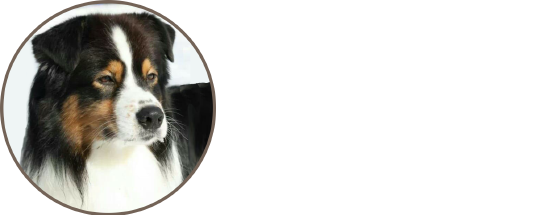 TK Rocks Australian Shepherds